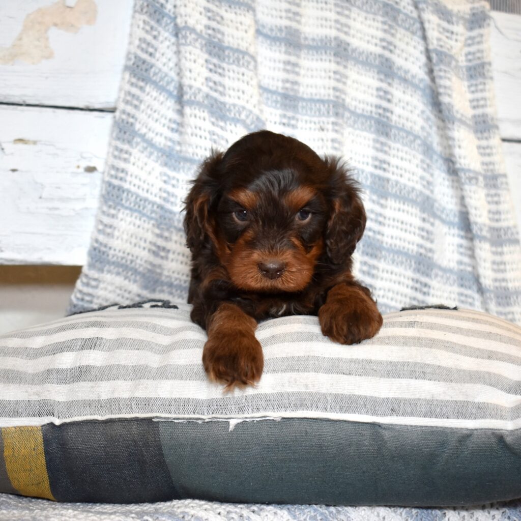 chocolate cavapoo for sale