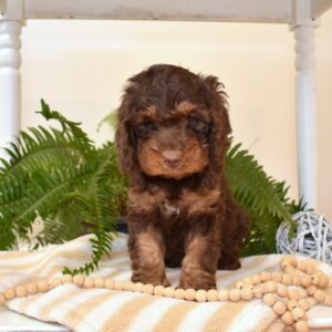 chocolate cavapoo for sale