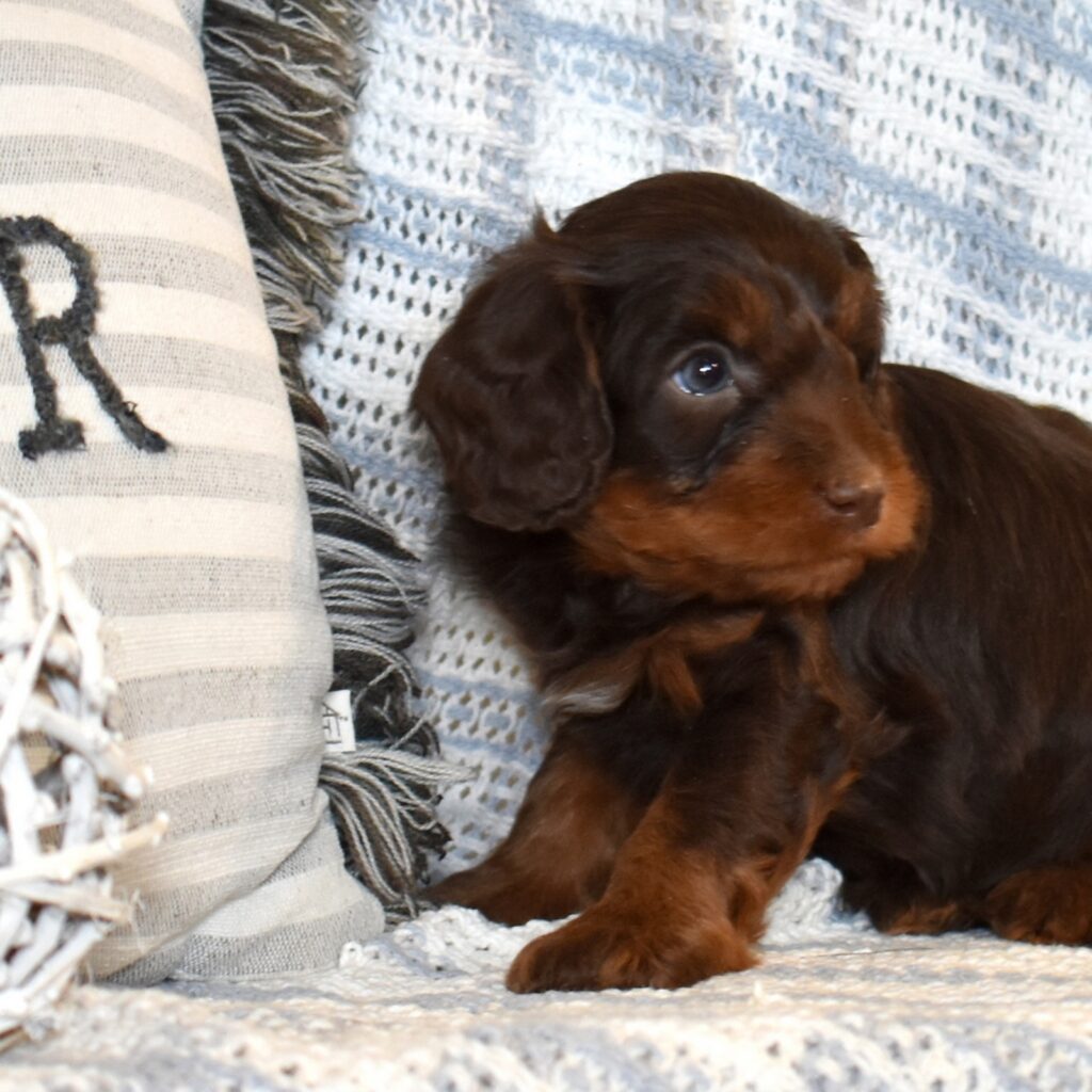 chocolate cavapoo puppies