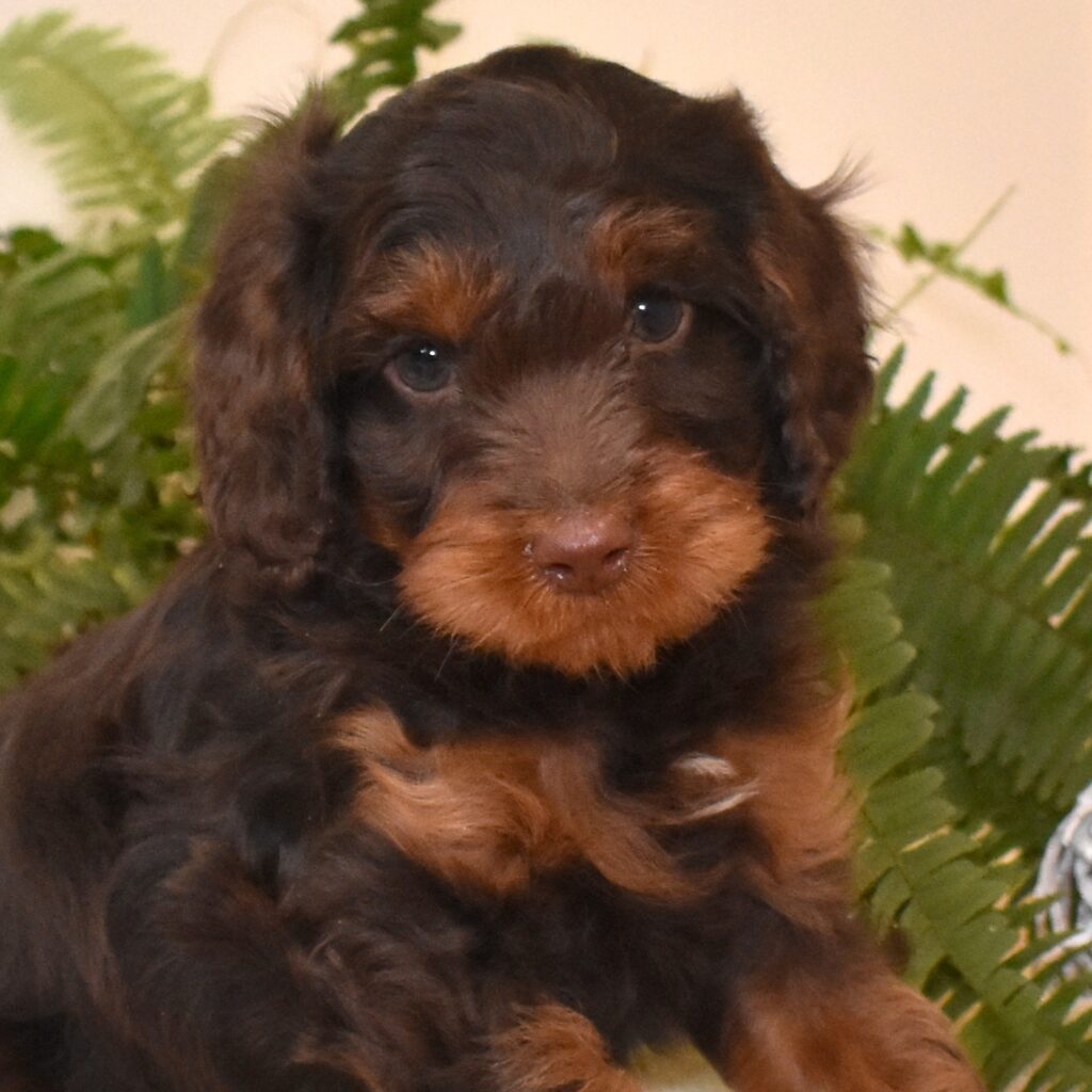chocolate cavapoo puppies