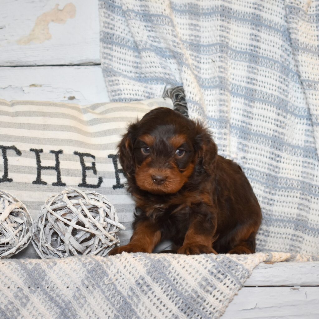 chocolate cavapoo puppies available