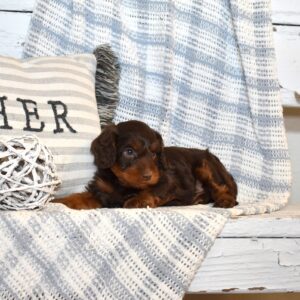 chocolate cavapoo puppies breed
