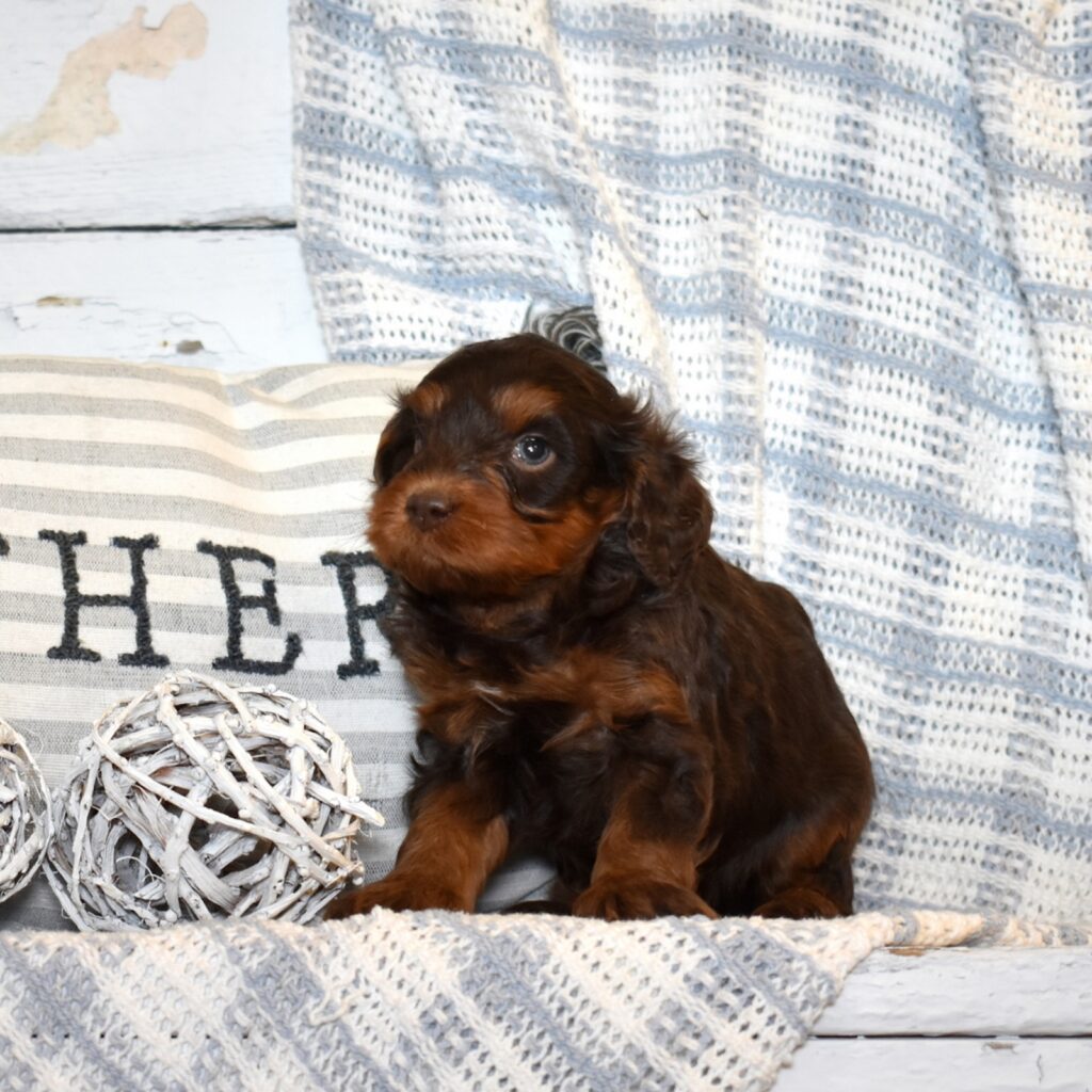 chocolate cavapoo puppies breeder