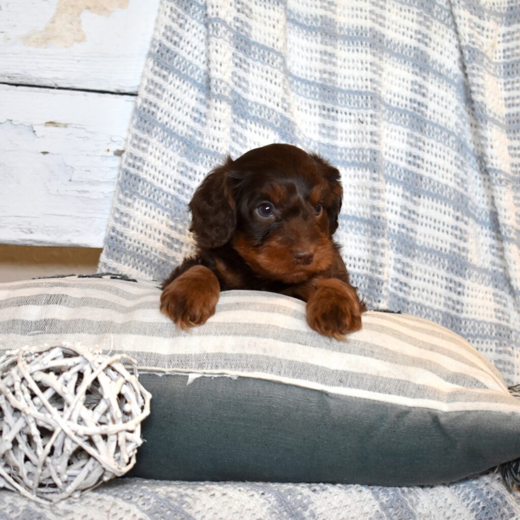 chocolate cavapoo puppies breeders