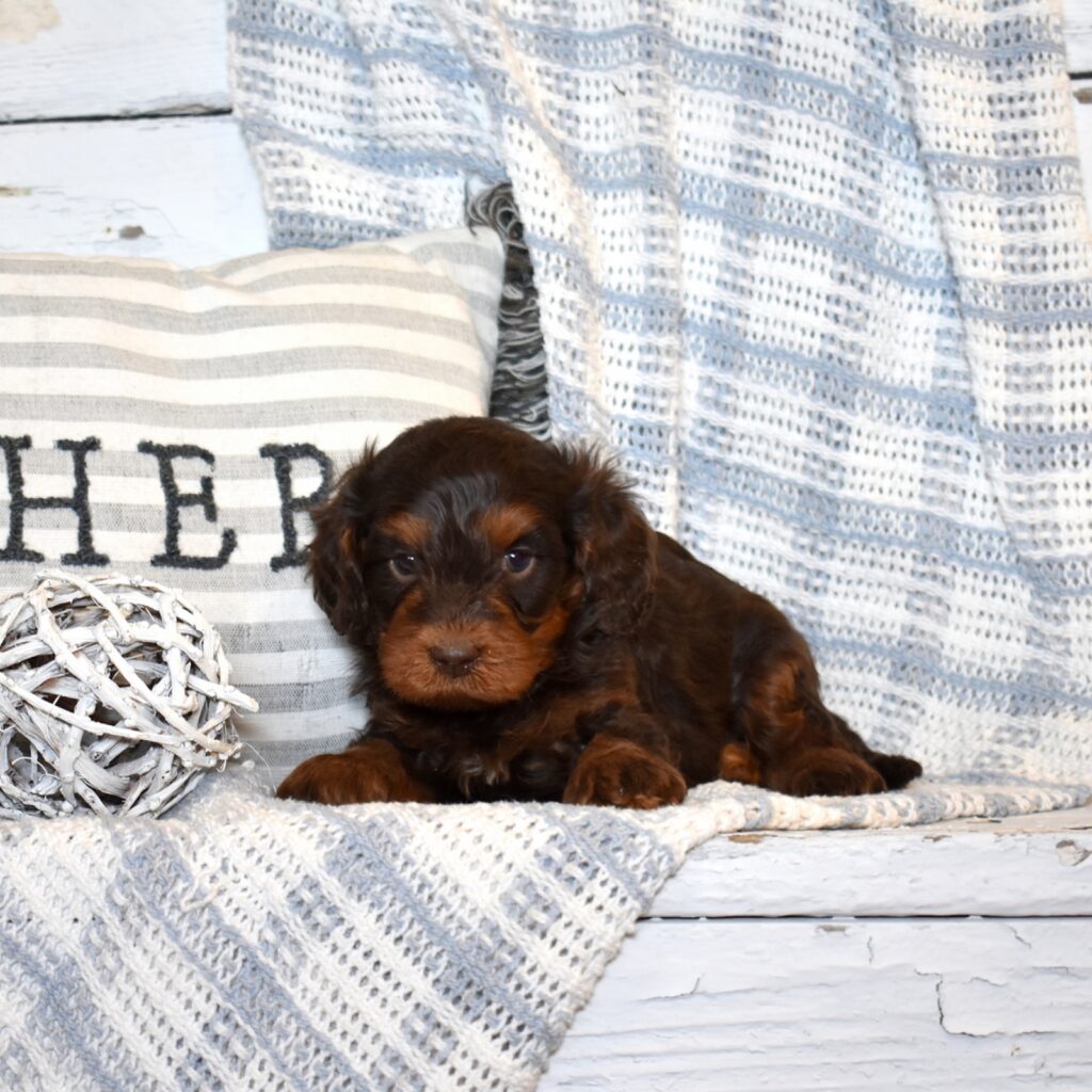 chocolate cavapoo puppies breeders