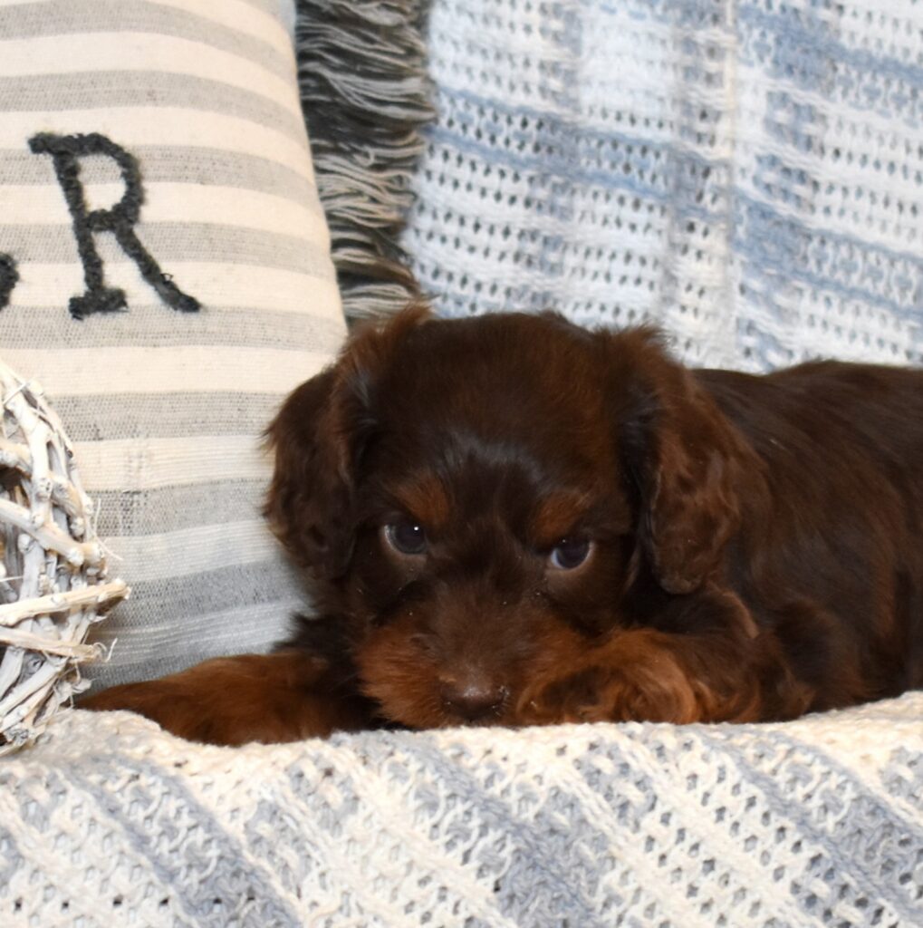 chocolate cavapoo puppy