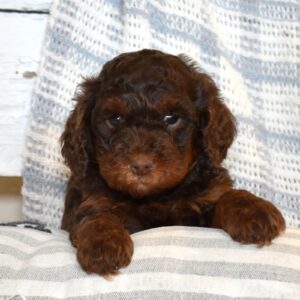 chocolate cavapoo puppies pa