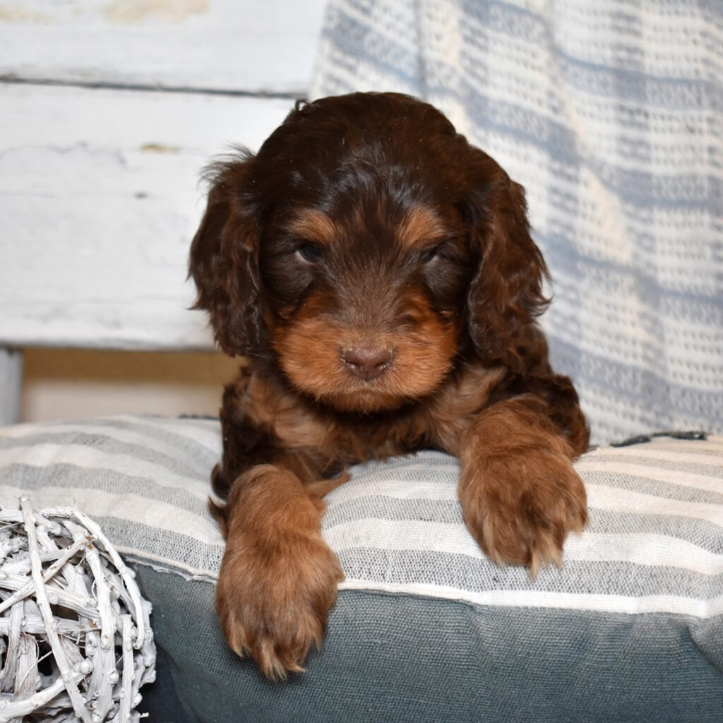 chocolate merle cavapoo