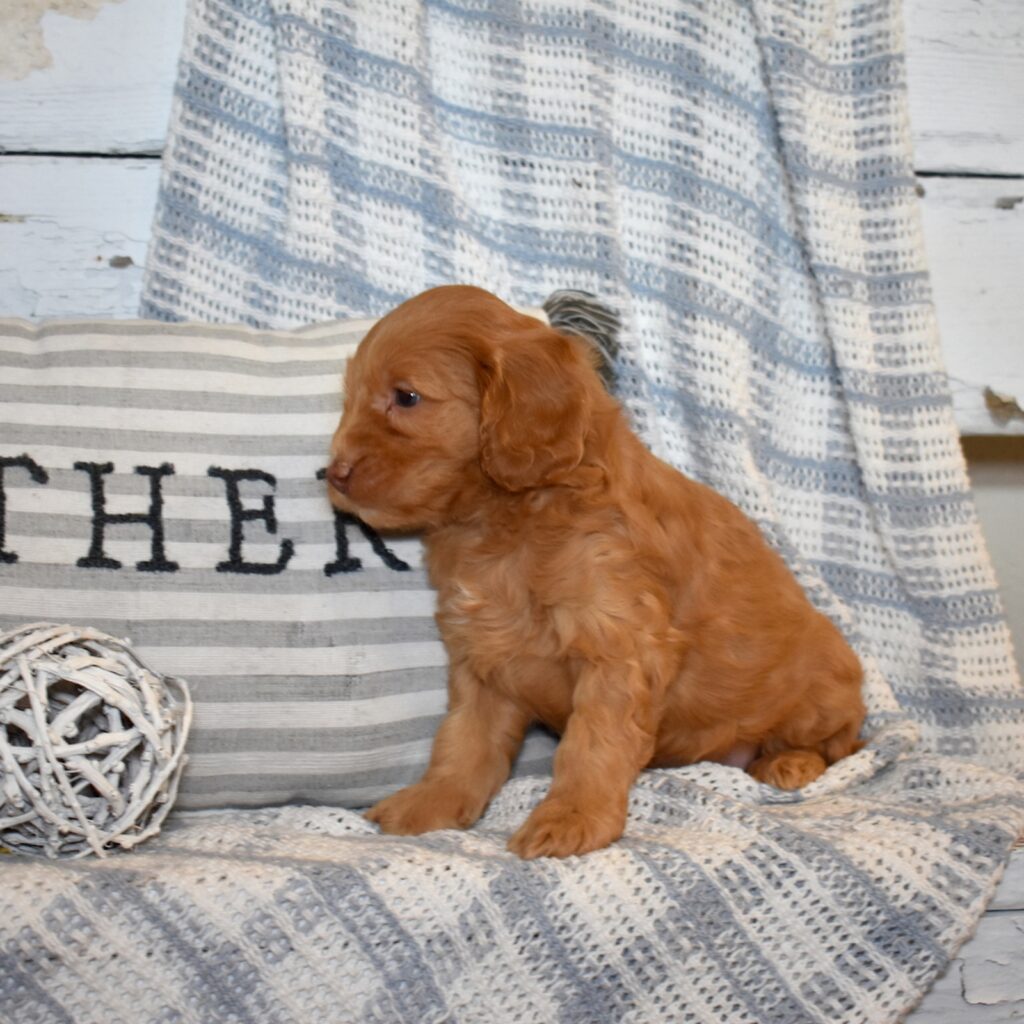 mini cavapoo puppies for sale