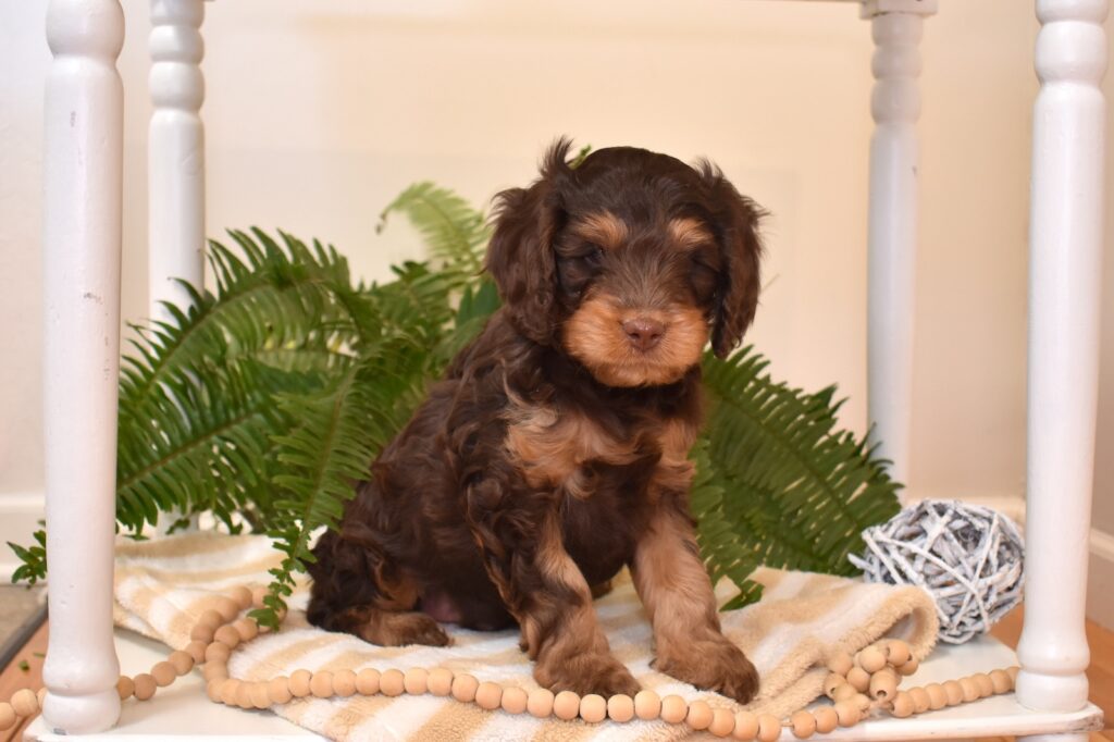 miniature cavapoo puppies for sale