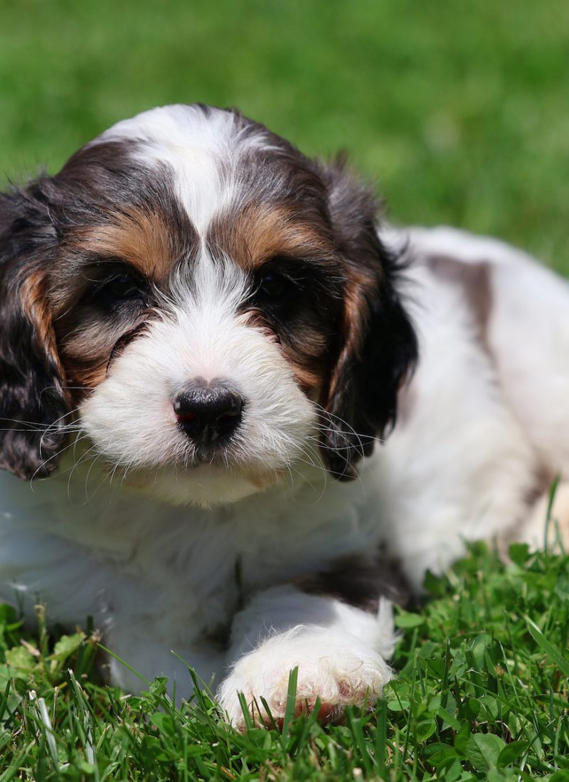 cavapoo puppies for sale cavapoo puppies for sale